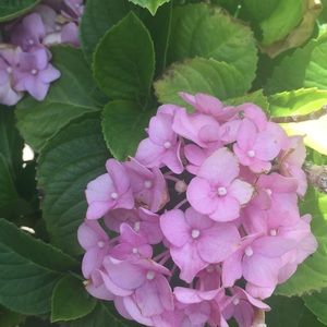 Meet your Posher, Lorene